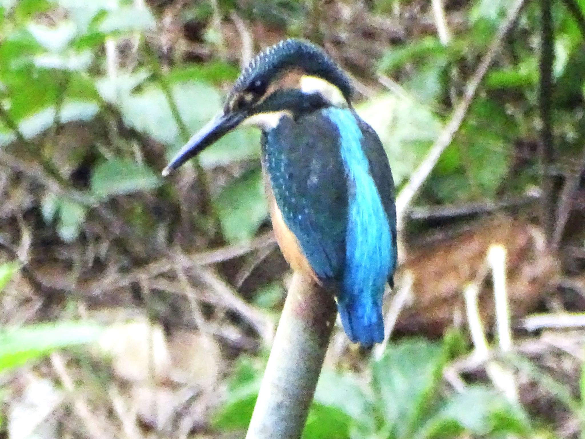 舞岡公園 カワセミの写真