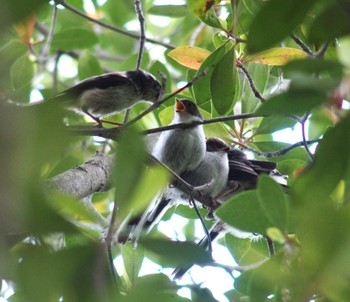 Sat, 5/6/2023 Birding report at 多摩川台公園