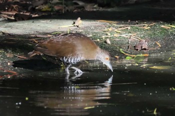 Slaty-legged Crake Miyako Island Thu, 6/29/2023