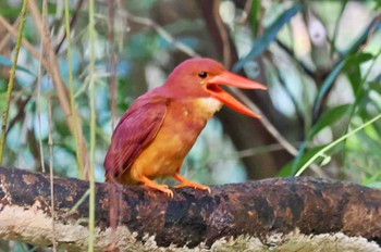 Ruddy Kingfisher(bangsi) Miyako Island Thu, 6/29/2023