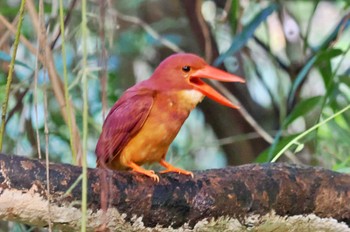 リュウキュウアカショウビン 宮古島(沖縄県) 2023年6月29日(木)