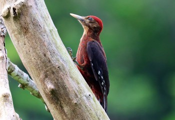 Okinawa Woodpecker やんばる国立公園 Sat, 6/24/2023