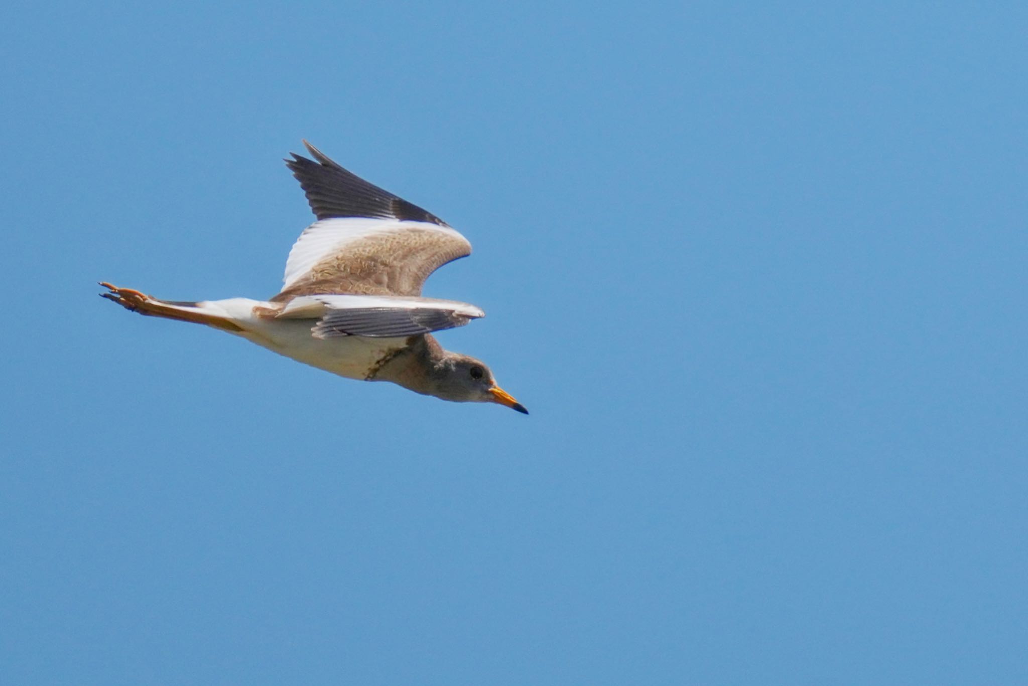 Grey-headed Lapwing