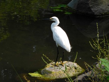 2023年6月29日(木) 日比谷公園の野鳥観察記録