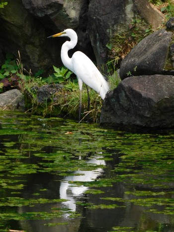 ダイサギ 日比谷公園 2023年6月29日(木)