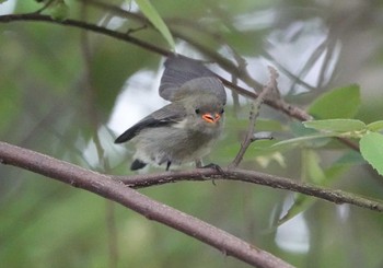 Nilgiri Flowerpecker