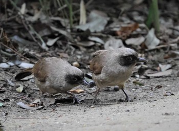 Masked Laughingthrush 多摩川 Mon, 6/26/2023