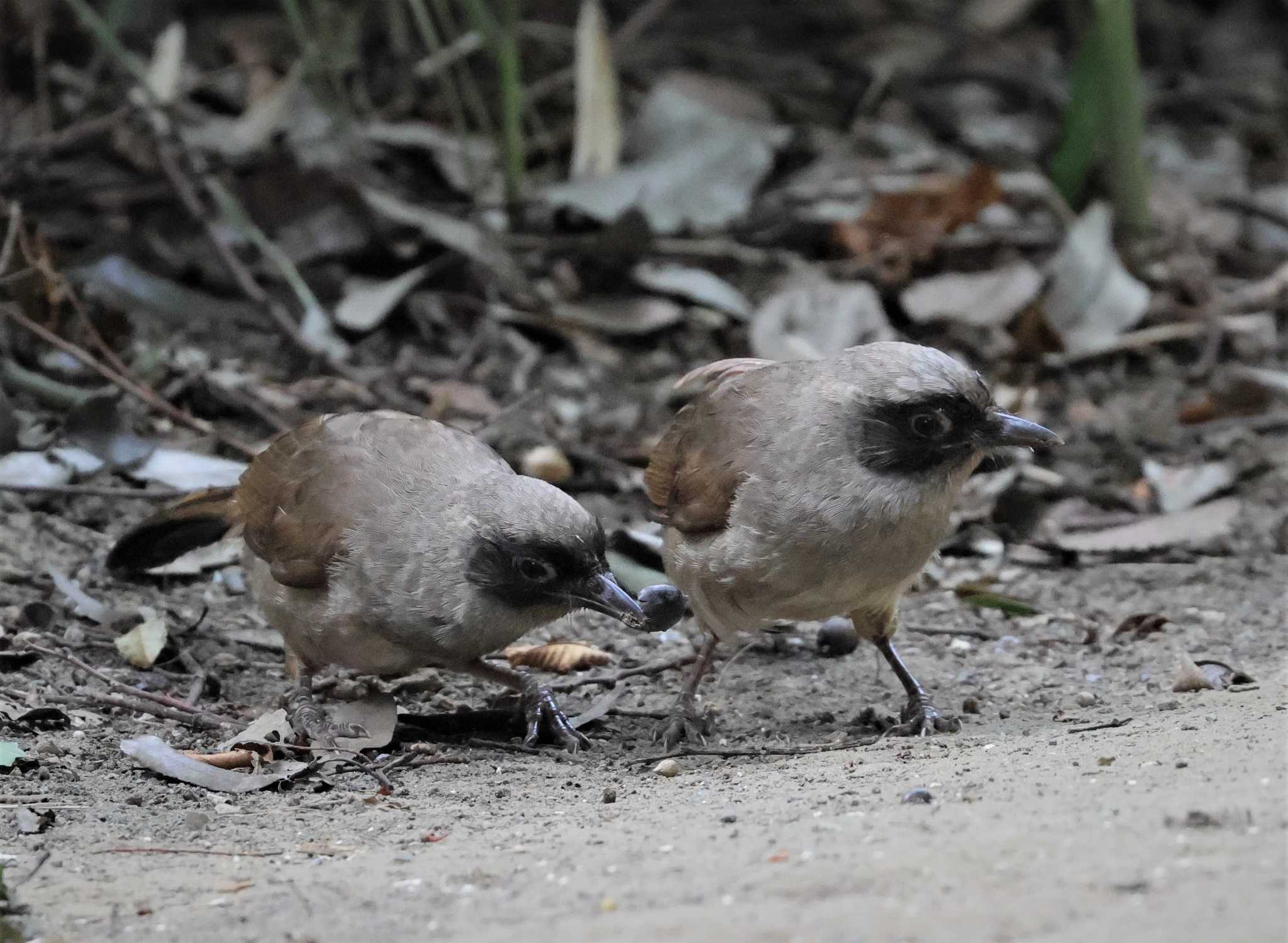 Photo of Masked Laughingthrush at 多摩川 by taiga