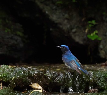 Blue-and-white Flycatcher 大洞の水場 Sun, 6/18/2023