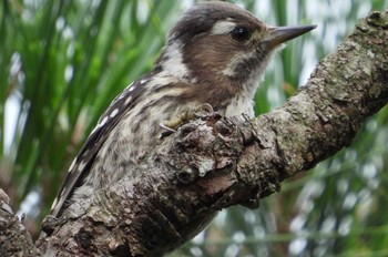 Japanese Pygmy Woodpecker 岡山市北区畑鮎 Tue, 6/27/2023