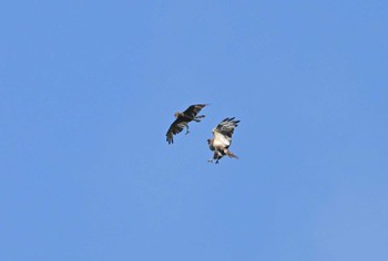 Grey-faced Buzzard Unknown Spots Thu, 6/29/2023