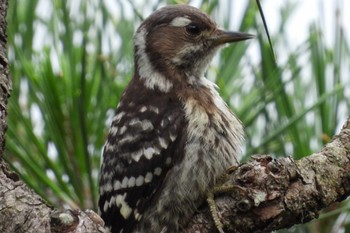 Japanese Pygmy Woodpecker 岡山市北区畑鮎 Tue, 6/27/2023