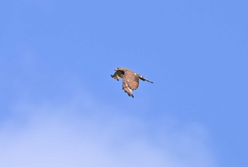 Grey-faced Buzzard Unknown Spots Thu, 6/29/2023