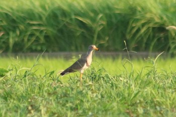 Grey-headed Lapwing 和歌山市 Fri, 8/3/2018