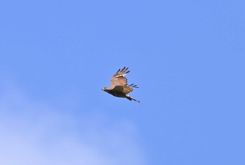 Grey-faced Buzzard Unknown Spots Thu, 6/29/2023