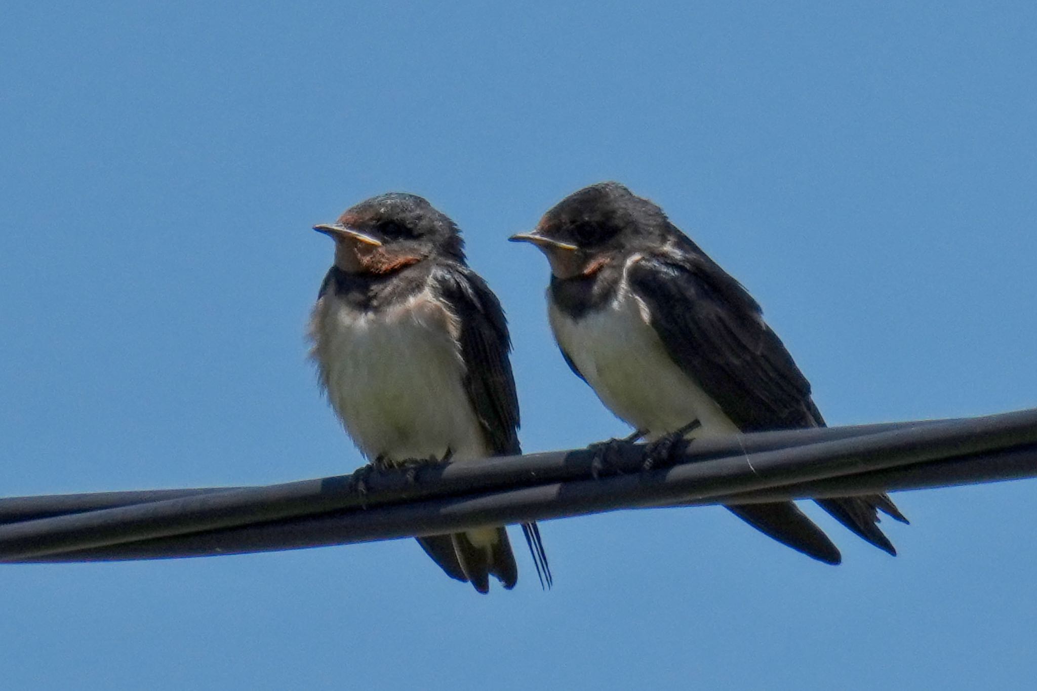 Barn Swallow