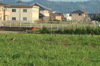 ケリ 和歌山市 2018年8月3日(金)