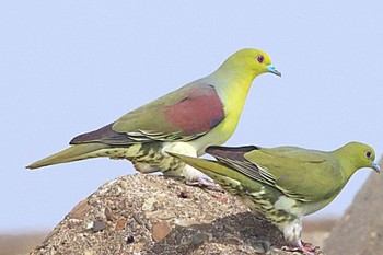 White-bellied Green Pigeon 苫小牧市 Wed, 6/28/2023