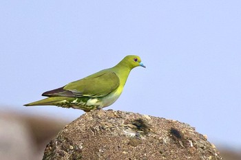 White-bellied Green Pigeon 苫小牧市 Wed, 6/28/2023