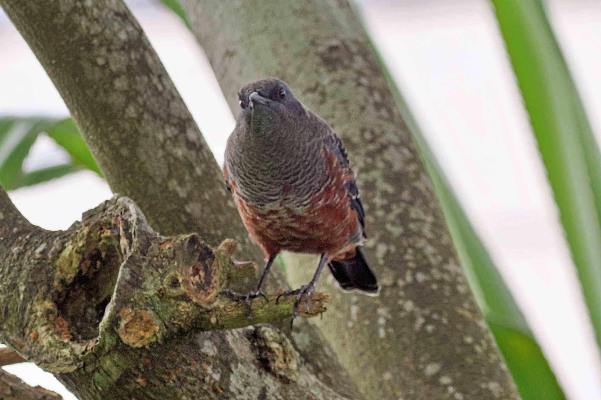 Photo of Blue Rock Thrush at Miyako Island by 藤原奏冥