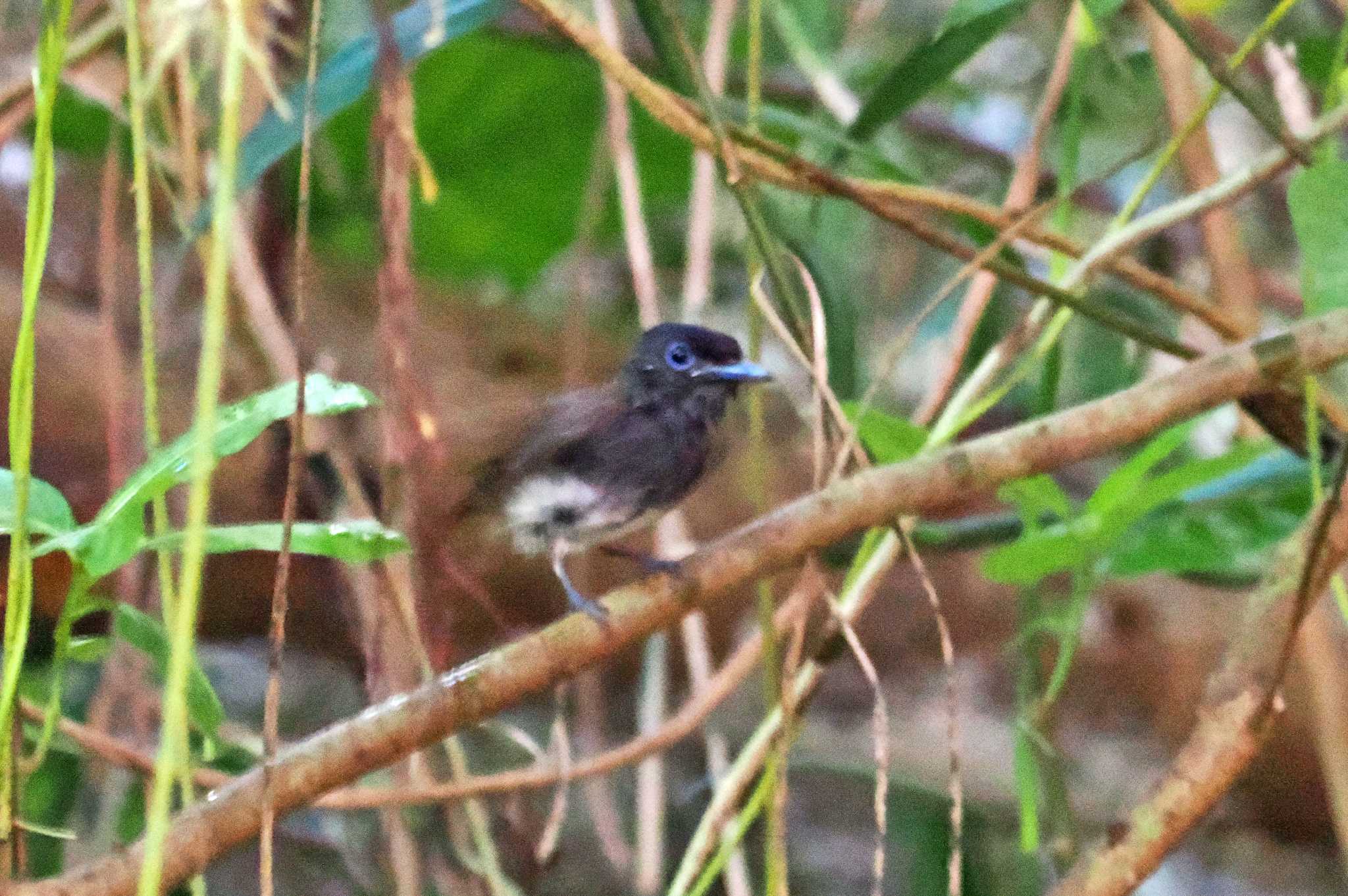 Photo of Black Paradise Flycatcher at Miyako Island by 藤原奏冥