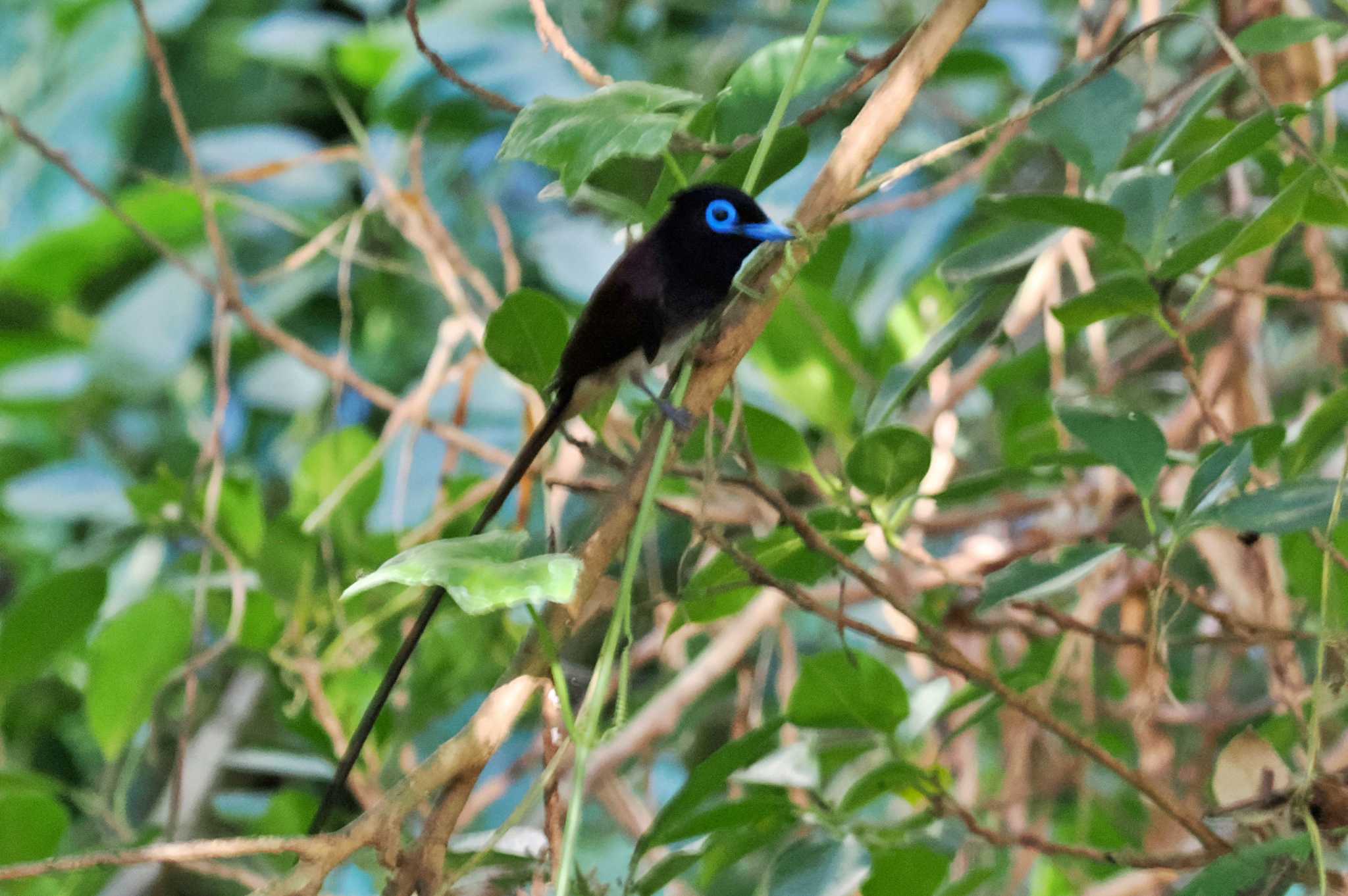 Photo of Black Paradise Flycatcher at Miyako Island by 藤原奏冥