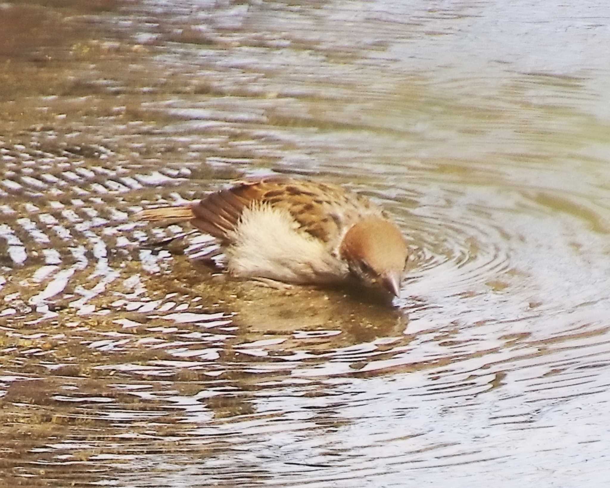 水浸かり？