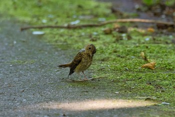 キビタキ 場所が不明 2018年8月1日(水)