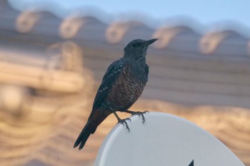 2018年8月4日(土) 和歌山市の野鳥観察記録