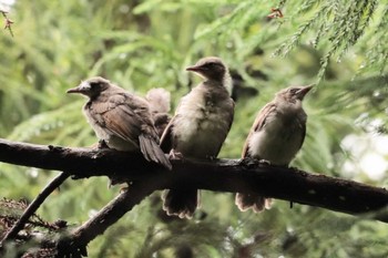 Brown-eared Bulbul 鎌北湖 Fri, 6/9/2023