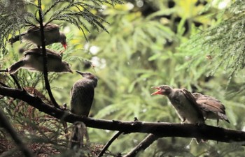 Brown-eared Bulbul 鎌北湖 Fri, 6/9/2023