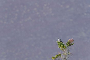 ホシガラス 富士山--奥庭 2023年6月18日(日)