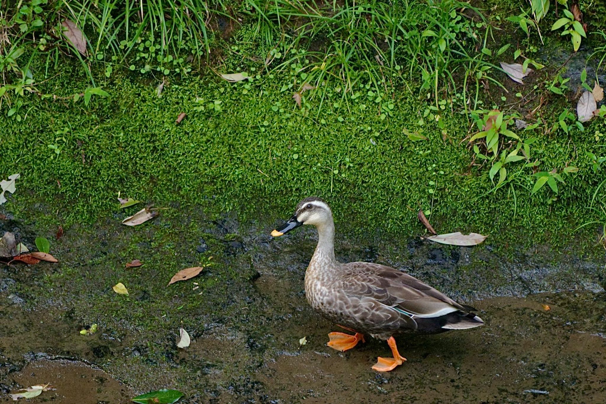 道の駅しもべ カルガモの写真 by 關本 英樹