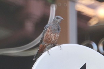 Blue Rock Thrush 和歌山市 Sat, 8/4/2018