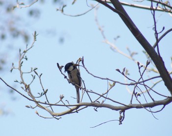 2023年3月11日(土) 大阪城公園の野鳥観察記録