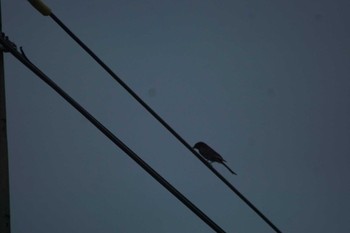 Lesser Coucal 台湾 菅田 Sat, 6/3/2023