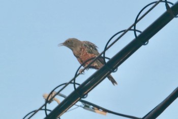 Blue Rock Thrush 和歌山市 Sat, 8/4/2018