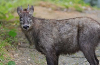 Unknown Species 愛知県 Wed, 6/28/2023