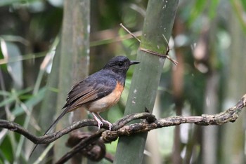 アカハラシキチョウ ケーン・クラチャン国立公園 2018年6月13日(水)