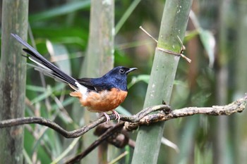 アカハラシキチョウ ケーン・クラチャン国立公園 2018年6月13日(水)