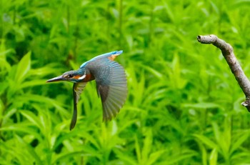 2023年6月30日(金) 大阪鶴見緑地の野鳥観察記録