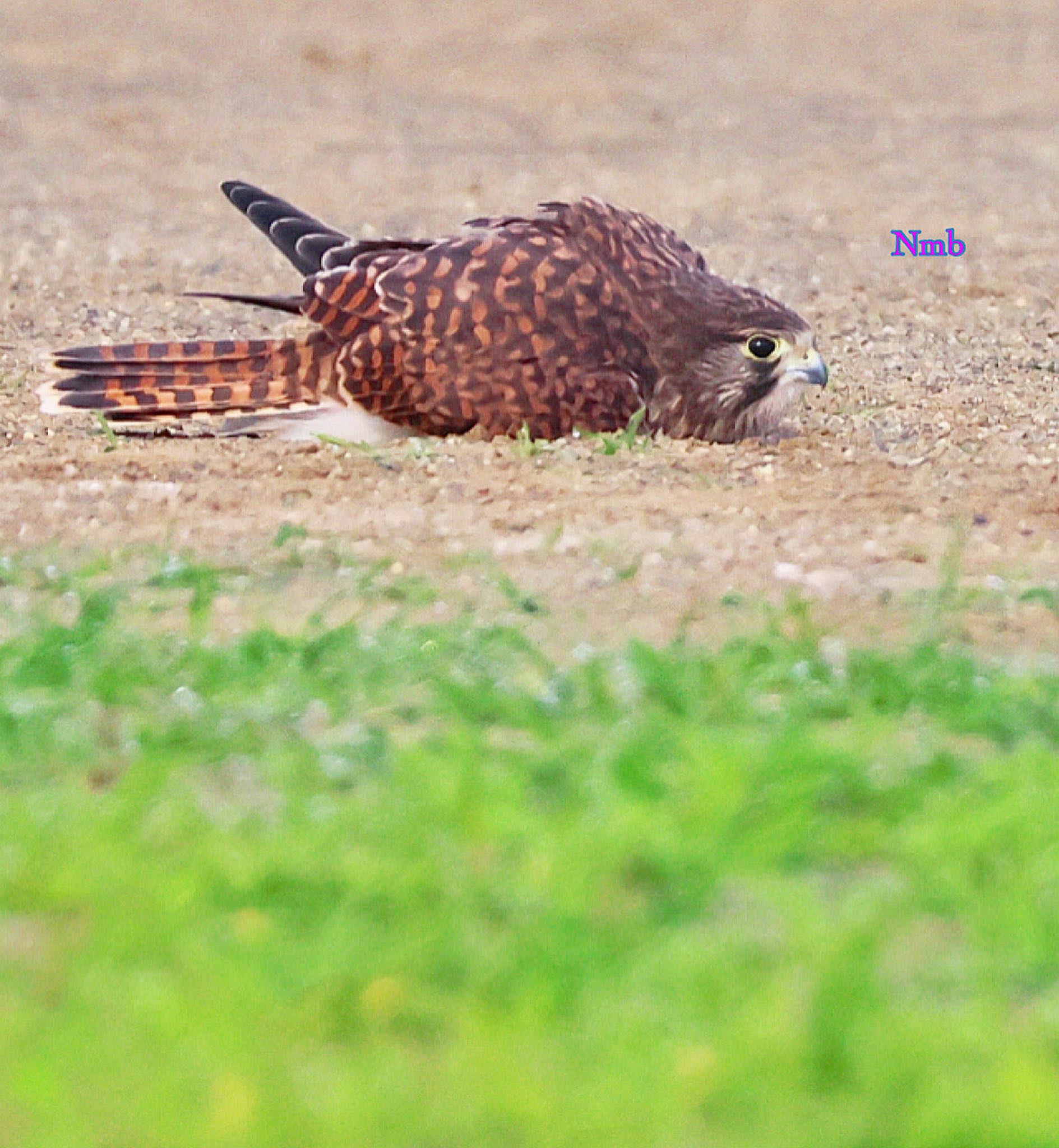 ★チョウゲンボウ砂浴び★