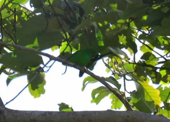 Pygmy Hanging Parrot スラウェシ島 Unknown Date