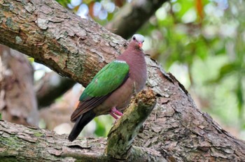 Common Emerald Dove Miyako Island Fri, 6/30/2023