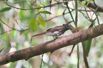 Black Paradise Flycatcher Miyako Island Fri, 6/30/2023