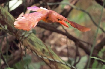 Ruddy Kingfisher(bangsi) Miyako Island Fri, 6/30/2023