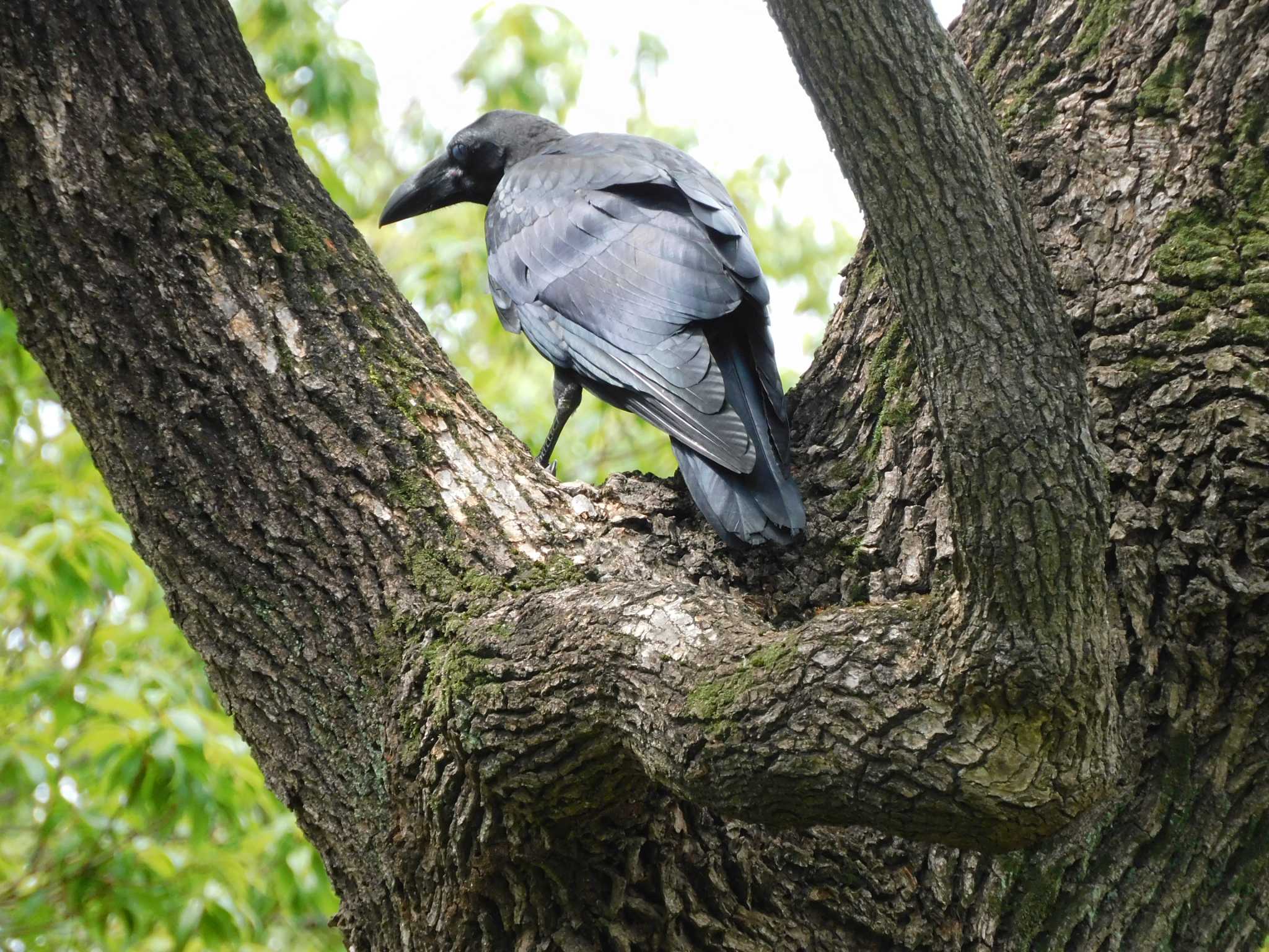 Large-billed Crow