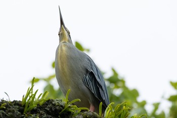 Striated Heron Unknown Spots Thu, 6/29/2023