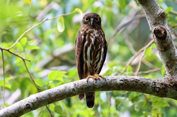 リュウキュウアオバズク やんばる国立公園 2023年6月25日(日)