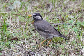 White-cheeked Starling 東京都 Mon, 6/26/2023